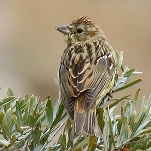 Chestnut Bunting